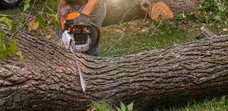 Trusted Abbeville, LA Tree Services Experts